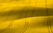 Wavy yellow rapeseed field with stripes. Corduroy summer rural landscape in yellow tones.Yellow rapeseed field with wavy abstract landscape pattern. Yellow moravian undulating fields of crops. 