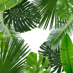 Wall Mural - Tropical leaves on white background