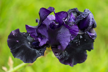 Purple Iris, Beautiful Big Flower After Rain