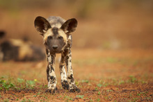 Portrait Of African Wild Dog Lycaon Pictus Puppy Staring Directly At Camera In Close Up Distance. Low Angle Photography. Typical African Reddish Soil. Blurred Background. Soft Light. South Africa.