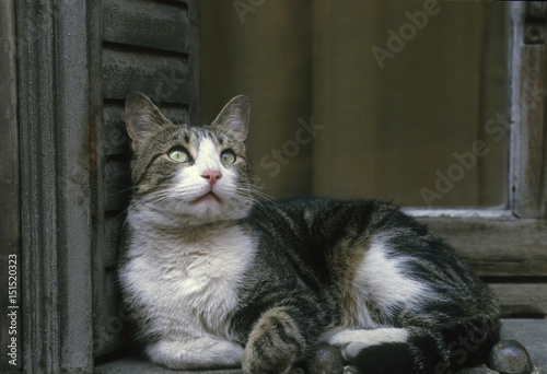 Chat De Gouttiere Chat Commun Photo Stock Adobe Stock