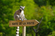 lémurien zoo animal singe parc animalier visiter panneau
