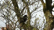 Male Blackbird (Turdus Merula) Singing In The Branches Of An Urban Garden Lilac Tree (Syringa Vulgaris), Budding In Spring. The Blackbird Is Staking Its Claim To Territory As It Prepares For Nesting.