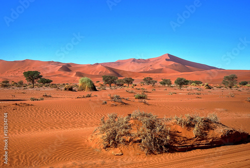 Fotografie, Obraz Bäume und rote Sanddünen von Sossusvlei in Namibia