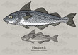 Haddock, Offshore Hake. Vector illustration for artwork in small sizes. Suitable for graphic and packaging design, educational examples, web, etc.
