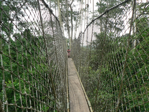 Fototapeta most wiszący  w-dzungli-ghany-afryka-most-wiszacy