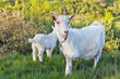 Family of domestic goats in a pasture spring orchard