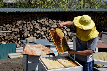 Beekeeper is working with bees and beehives on the apiary. Beekeeper on apiary.