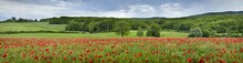 Panorama With Red Poppies And Tree In Tuscany