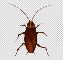 Brown Cockroach On Transparent Background