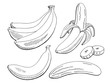 Banana fruit graphic black white isolated sketch illustration vector