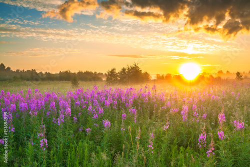 landscape with sunrise  and  blossoming meadow