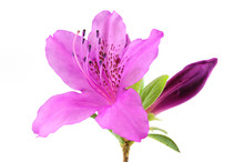 Blooming Purple Rhododendron Isolated On White Background