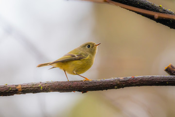 Wall Mural - yellow small bird sitting in a bush. bright colors of feathers.