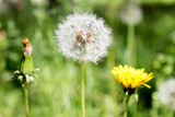 Fototapeta Dmuchawce - Closeup of a dandelion on a natural background. Three types of flowers: a yellow dandelion, a young dandelion and a ripening dandelion. The symbol of youth, maturity and old age
