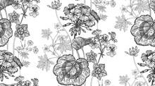 Geranium Flowers. Seamless Floral Pattern.
