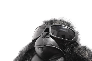 Poster - funny gorilla with sunglasses