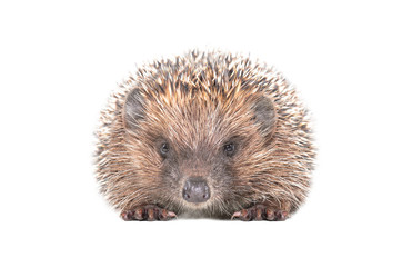 Wall Mural - adorable hedgehog sitting isolated on white background