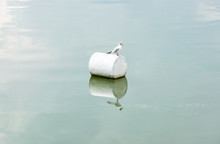 The Seagull On The Buoy