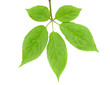 Leaf of ginseng 4