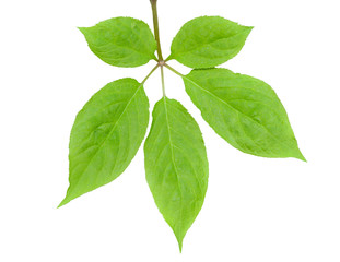 Poster - Leaf of ginseng 4