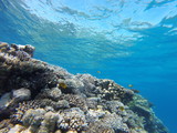 Fototapeta Do akwarium - Red sea, egypt, israel, recreation, karall reef, underwater fairy tale, diving, water wealth, fish, nature,