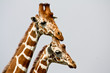 Portrait of two giraffes