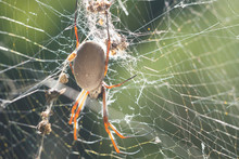 Golden Orb Weaver Spider (Nephila Edulis) In Web
