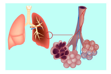 Wall Mural - Diagram the pulmonary alveolus (air sacs) in the lung. The respiratory system lungs with detail of bronchioles and alveoli with capillary network. Alveoli structure Anatomy