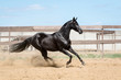 Black horse running on the sand in the summer, on blue sky background