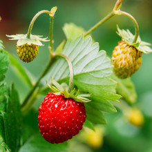 Red Wild Strawberries, Wild Strawberry. Growing Organic Wild Str