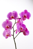 Fototapeta Storczyk - Pink beautiful orchid on colored background.