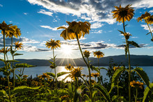 Yellow Garden Flowers With Sun Flare / Burst And Blue Skies In Okanagan Valley