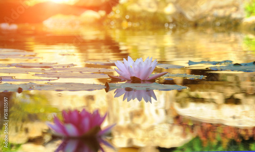 Fotografía beautiful landscaping with beautiful plants