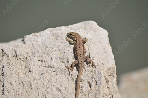 Photographie Lézard des murailles (Podarcis muralis)
