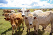 Herd of young boran cattle