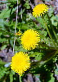Fototapeta Dmuchawce - Yellow dandelion, a ubiquitous flower considered both a wildflower and weed if growing in a lawn and is also edible