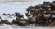 Wildebeest migration entering the river
