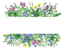 Banner With Wild Meadow Flowers And Grass, Isolated On White Background. Horizontal Border With Field Flowers And Herbs.  Watercolor Hand Drawn Painting Illustration. 