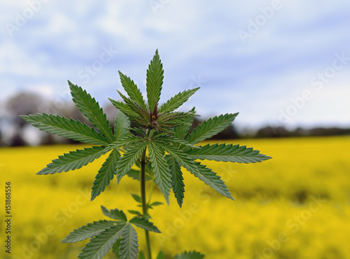 Plakat Marihuany roślina przy plenerowym marihuany gospodarstwa rolnego polem.