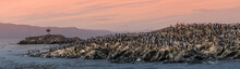 Colony Of King Cormorants Beagle Channel, Patagonia