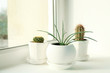 Plants in pots on white window sill