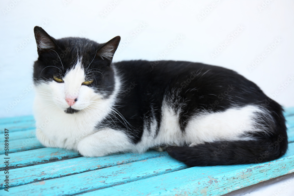 Cute funny cat resting on wooden bench outdoors