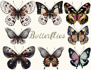 Aufkleber - Collection of vector realistic colorful butterflies for design