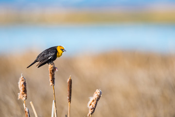 Wall Mural - Yellow-headed Blackbird (Xanthocephalus xanthocephalus)