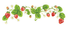 Beautiful Strawberries. Vector Illustration Of A Realistic