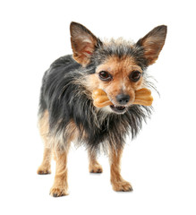 Wall Mural - Cute little dog with bone isolated on white