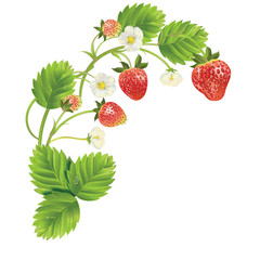 beautiful strawberries. vector illustration of a realistic