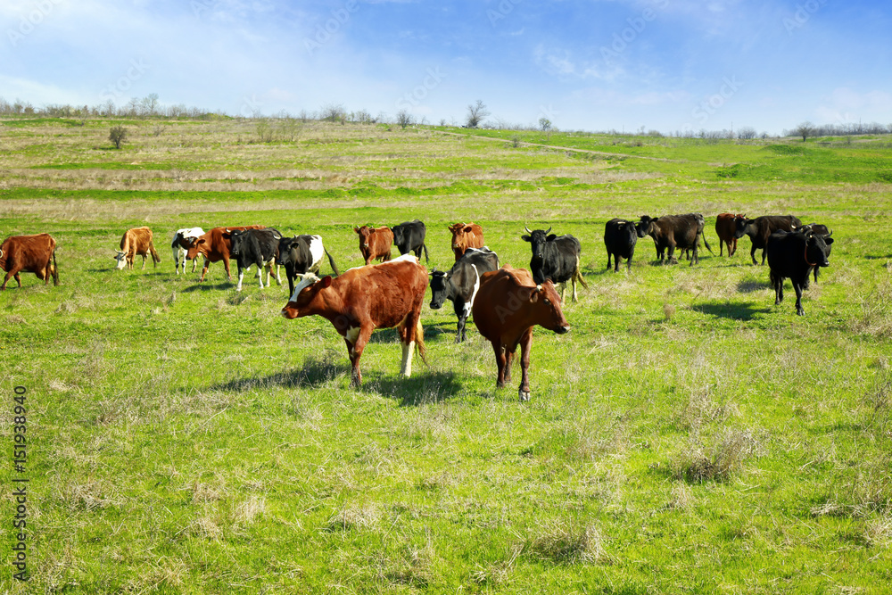 Herd of cattle grazing on green lawn