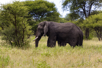 Large African elephant with big tusks walking 